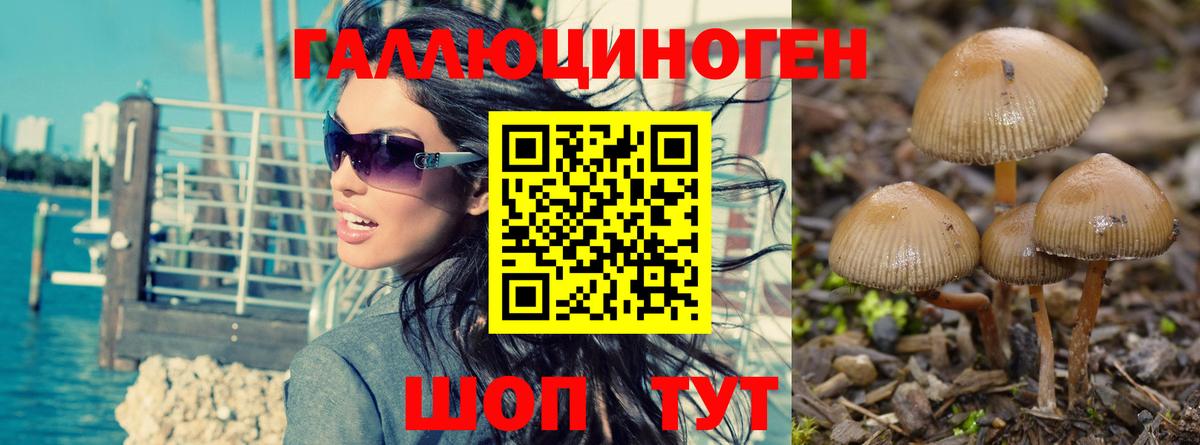 Псилоцибиновые грибы Psilocybe  Псилоцибиновые грибы GOLDEN TEACHER  дарнет шоп  Нальчик  Вход с VPN 